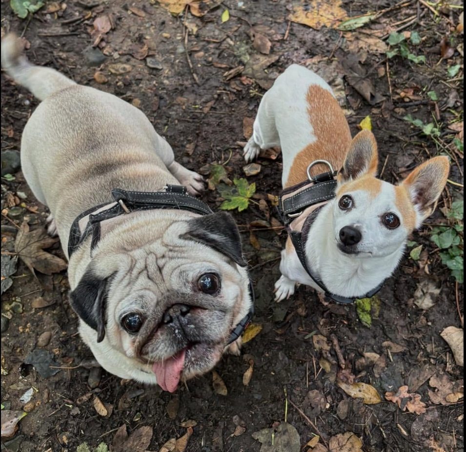 Pet Check-Ins