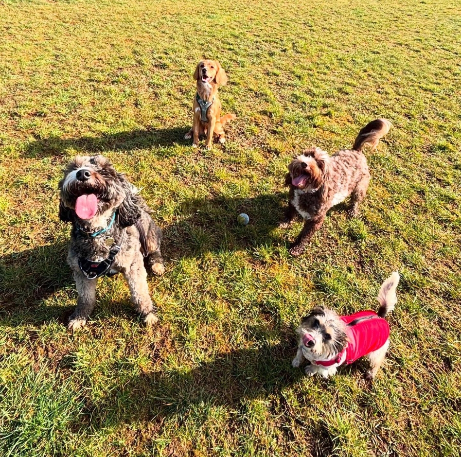 Group Dog Walking
